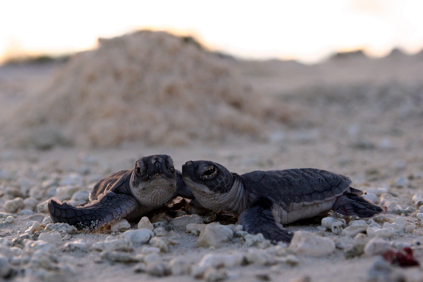 Turtles protection Turtles protection