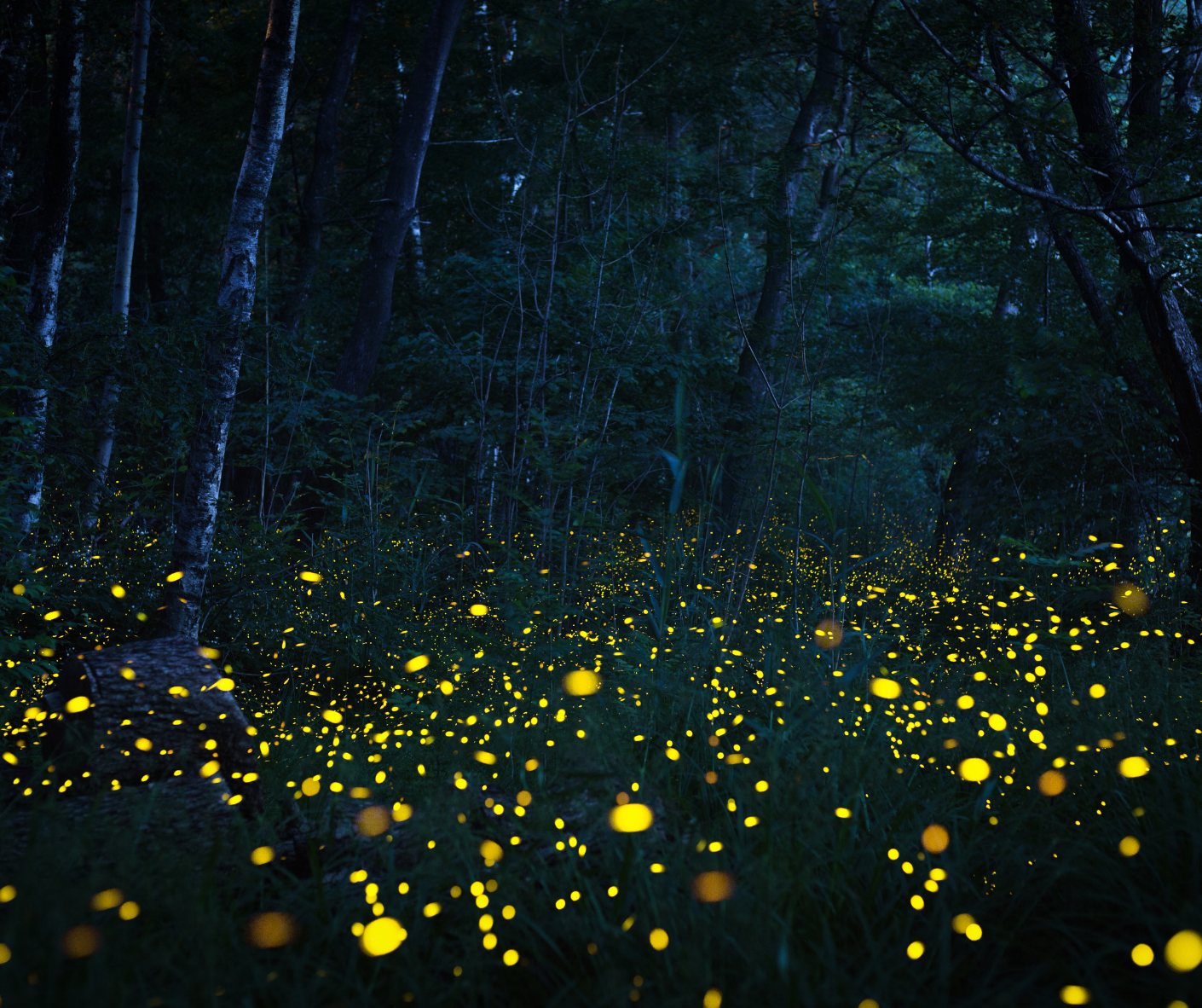 Nature’s Living Light: The Science Secrets and Survival of Fireflies Nature’s Living Light: The Science Secrets and Survival of Fireflies
