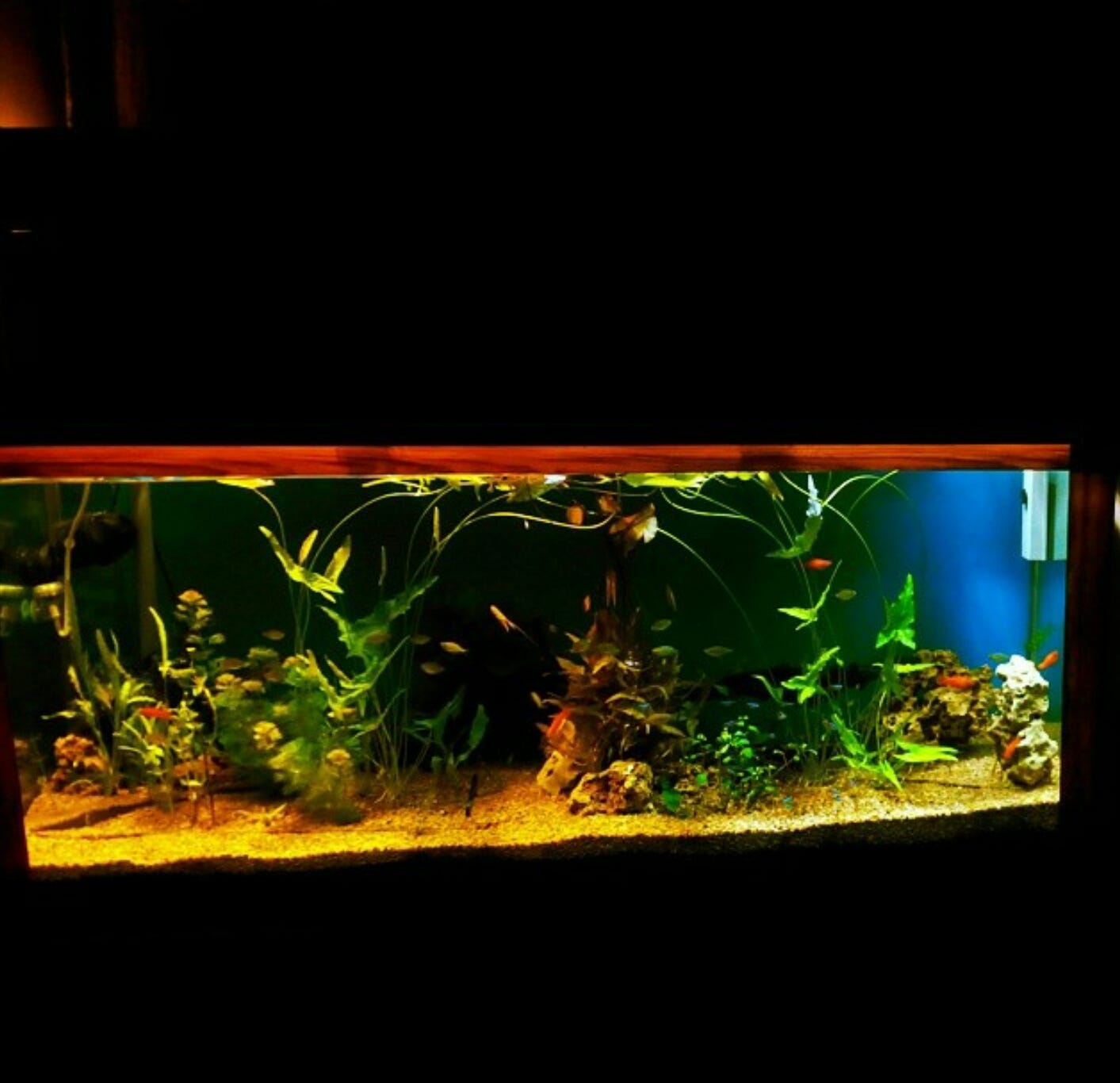 The right choice of soil for the aquarium The right choice of soil for the aquarium