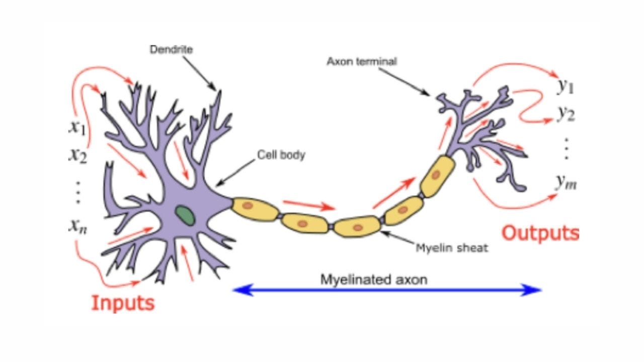 brain cells dendrites and axons