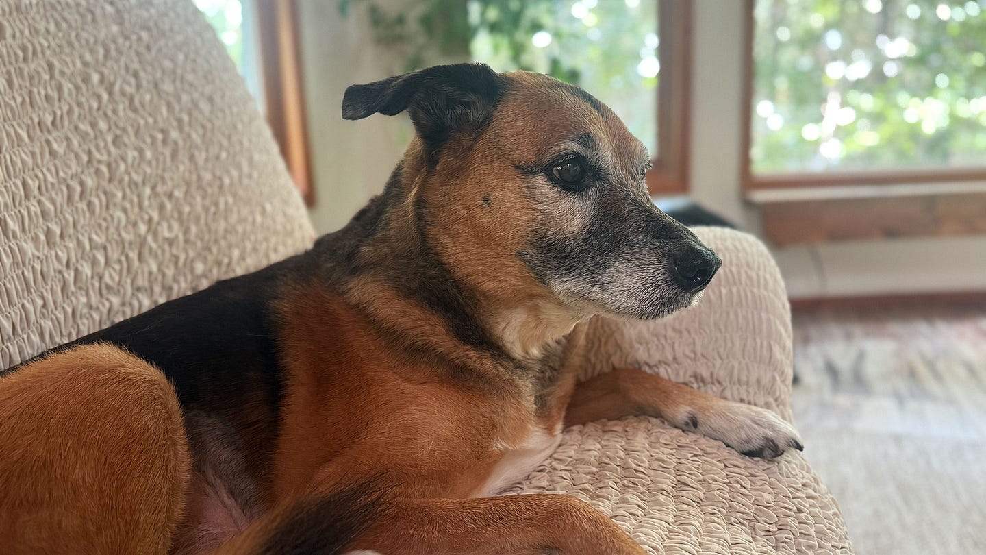 Senior black and tan hound dog relaxing on couch