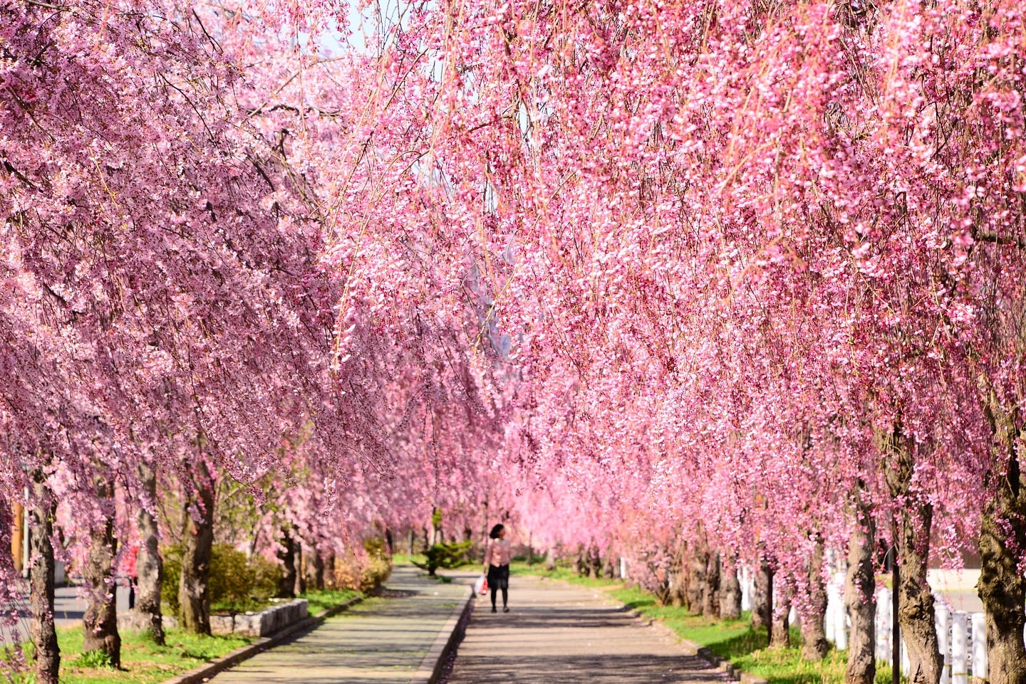 Best Cherry Blossom Spots in Tohoku - Japan Web Magazine