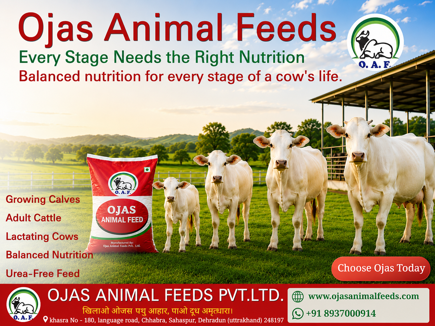 Why Every Stage of a Cow’s Life Needs Different Nutrition