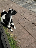 Small lamb laying on the ground