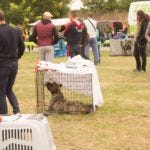 Dog show 2 pressa canario