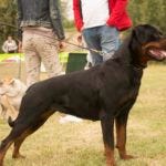 Duma Fere Perfectum on CAC Pacir - Dog Show