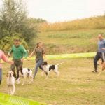 Dog show 3 - english pointers