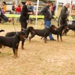 Dog show CAC Pacir