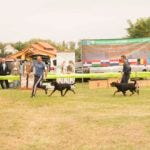 Dog show - Duma movement