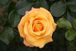 rose from wiki