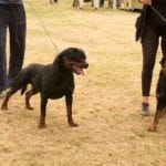 Dog show intermedia class rottweiler