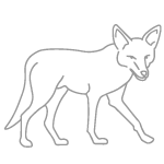 grey outlined wolf