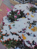 Mums in cement planter covered in a small layer of snow, showing an early snow on October 31 that started to melt by next day