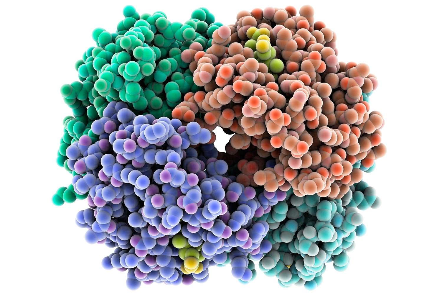 Protein Function Prediction — The Network Constructed