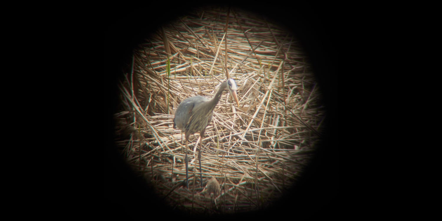 Petit flux de données pour complémenter une journée d’observation ornithologique