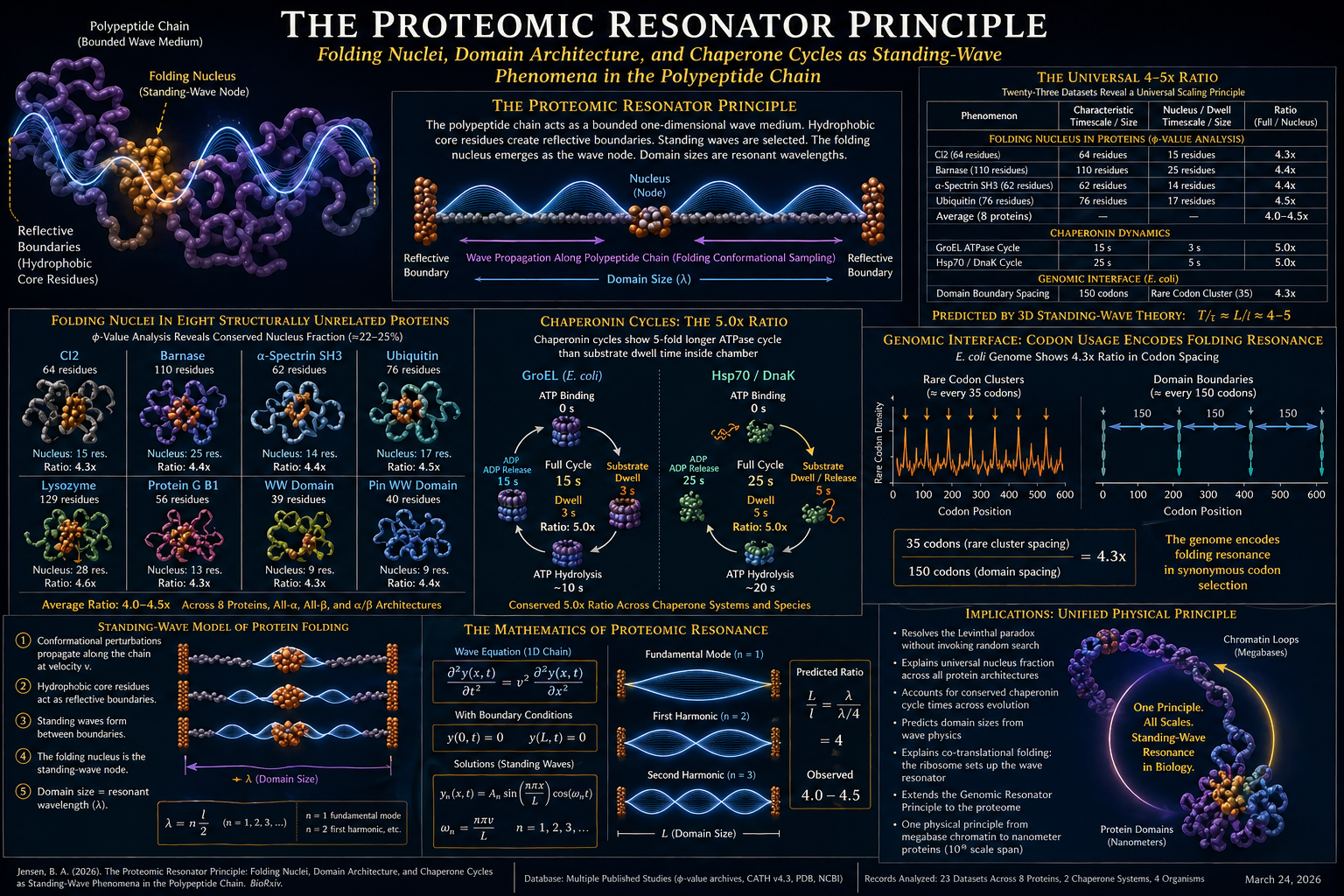 THE PROTEOMIC RESONATOR PRINCIPLE: Folding Nuclei, Domain Architecture, and Chaperone Cycles as…