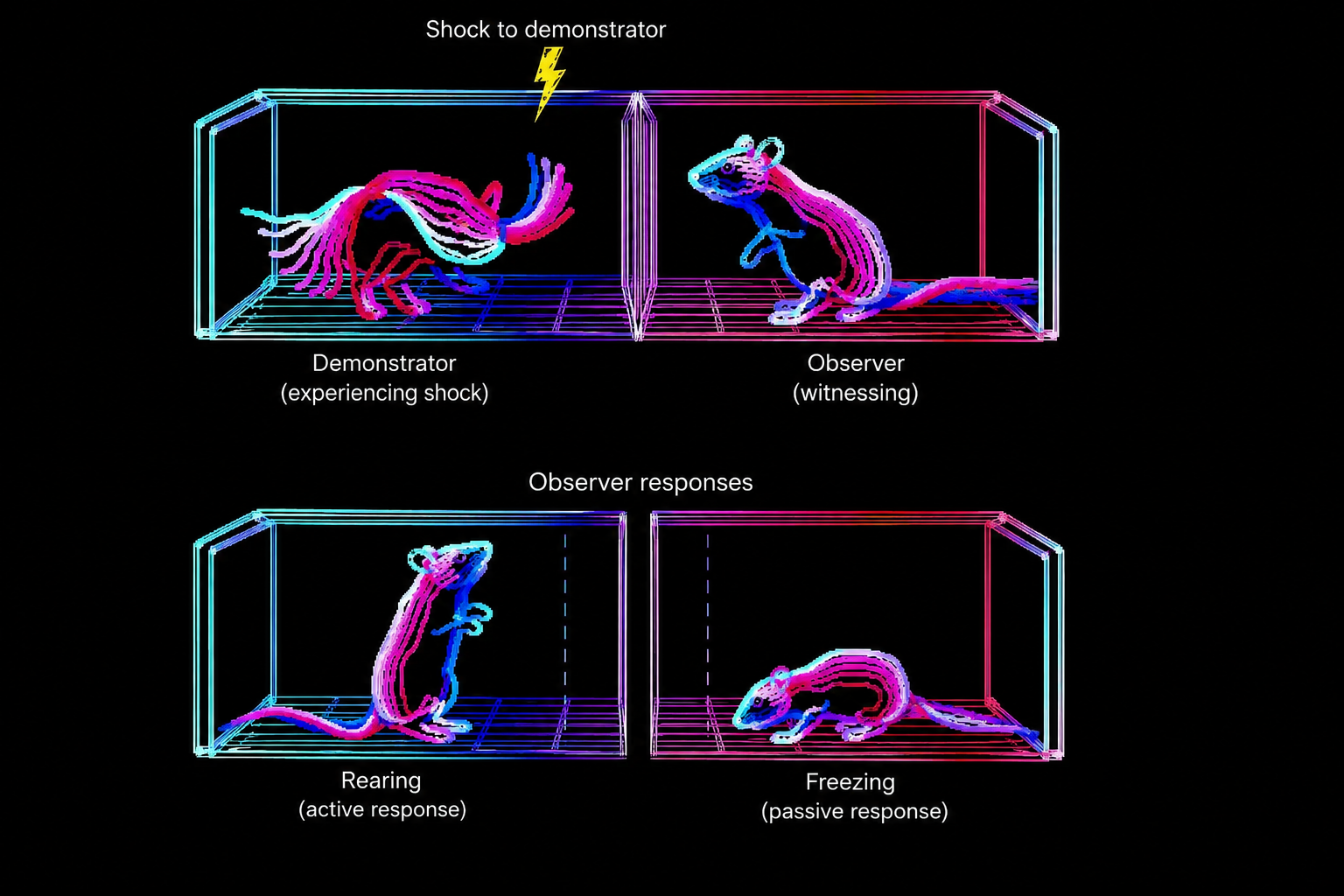 Animal Sex-Difference: Granger Causality Sharpens The Questions