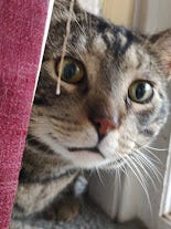 close up of a wide-eyed Gus on the window sill