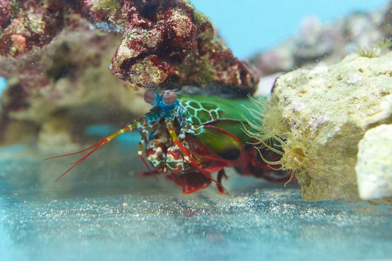 The Shrimp That Punches Faster Than a Bullet: What Is Really Hidden Be
