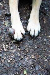A fibrosarcoma between a dog’s front toes on its paw