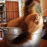 sloth bucket