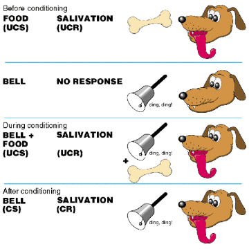 Classical Conditioning and Operant Conditioning Explained