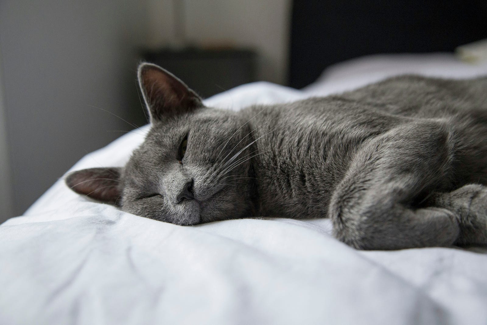 A gray cat sleeps on its side on a bed.