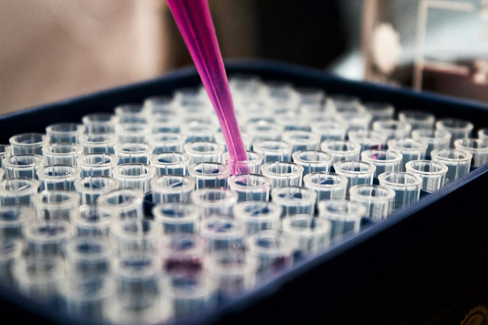 A pipette with pink fluid fills a pipette in a basket of dozens of glass pipettes.