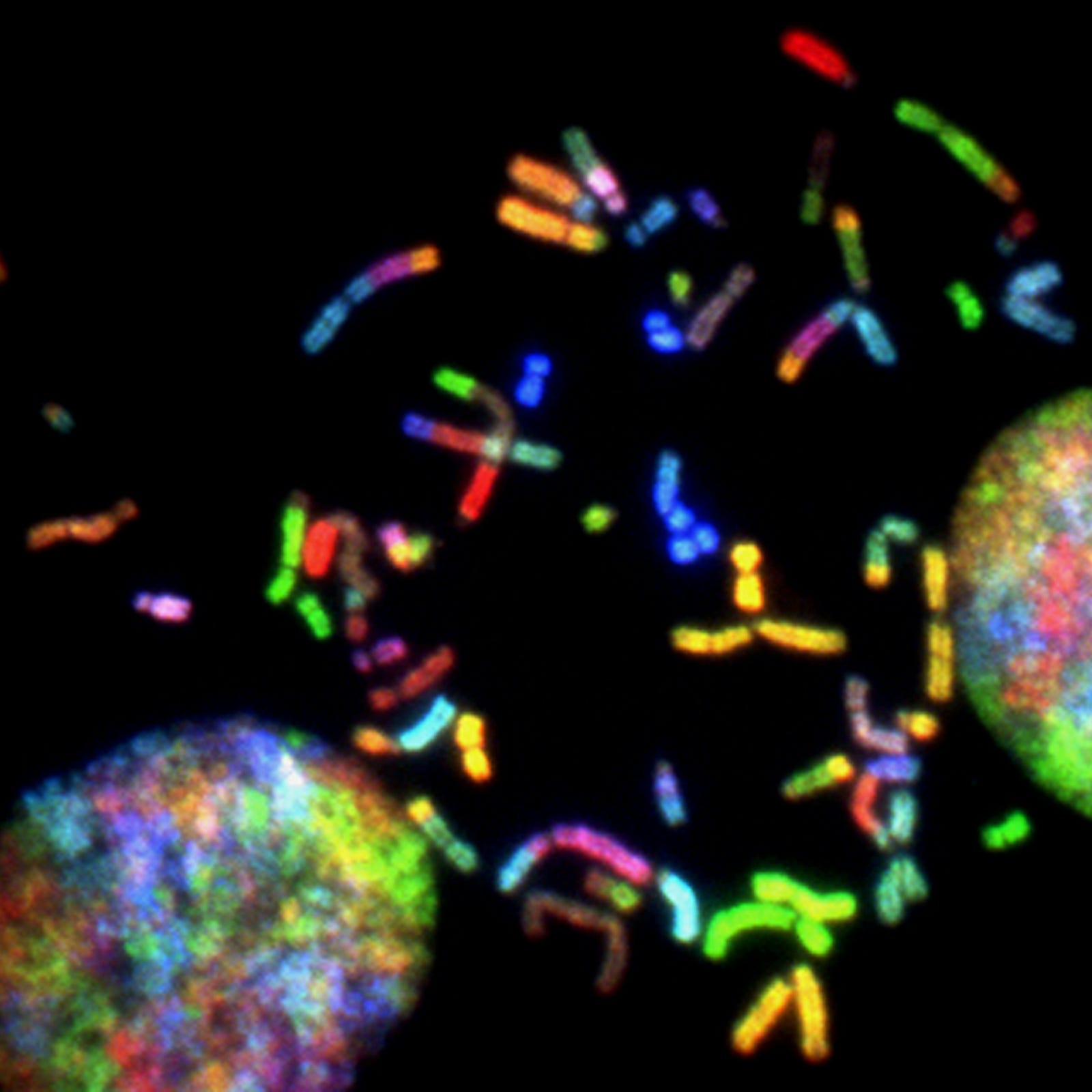 Multicolored genes as seen in a photomicrograph.
