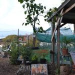 uc gill tract farm berkeley transition