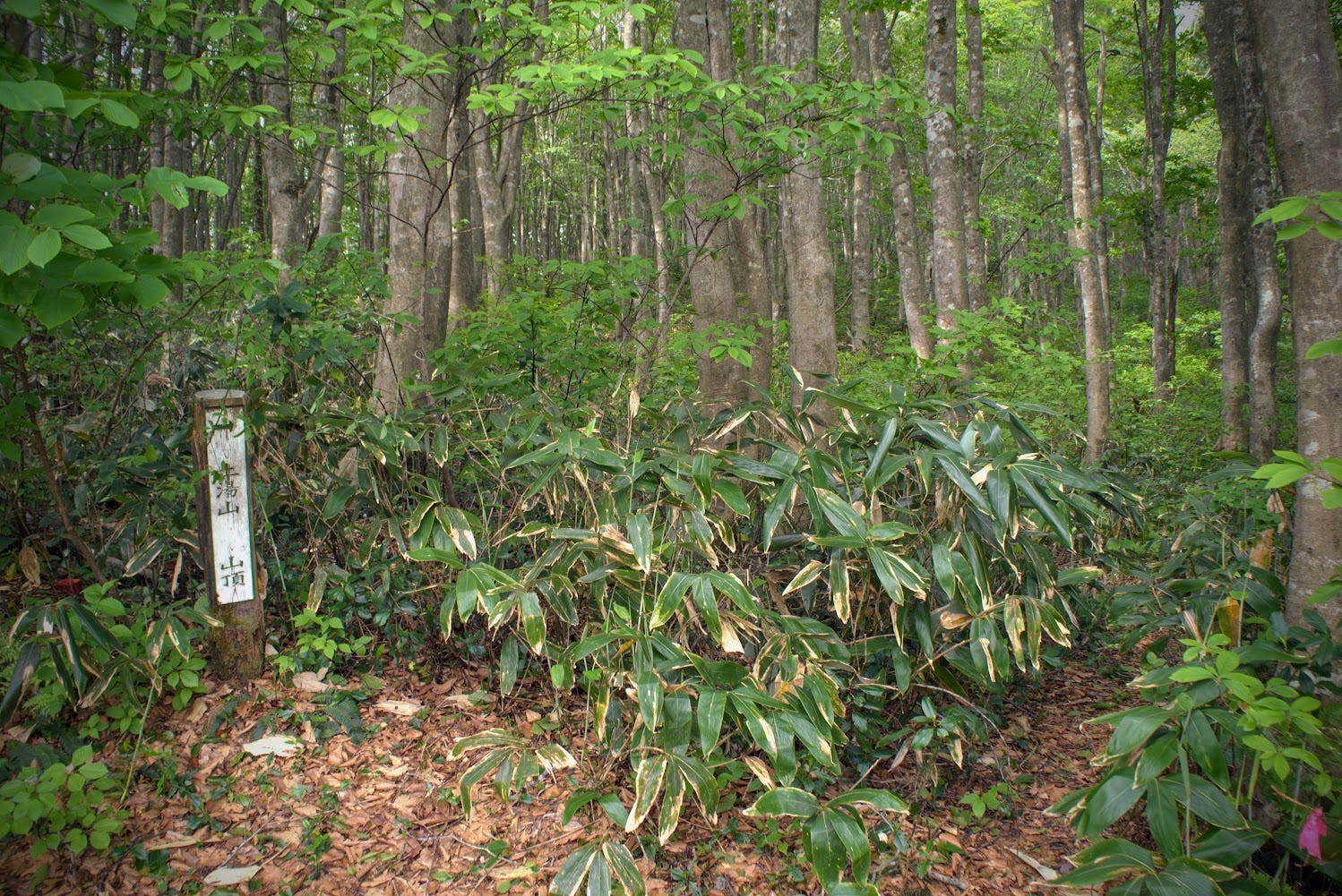 A beech forest with bamboo in the foreground and a sign pointing to the summit of Tsuchiyu-yama