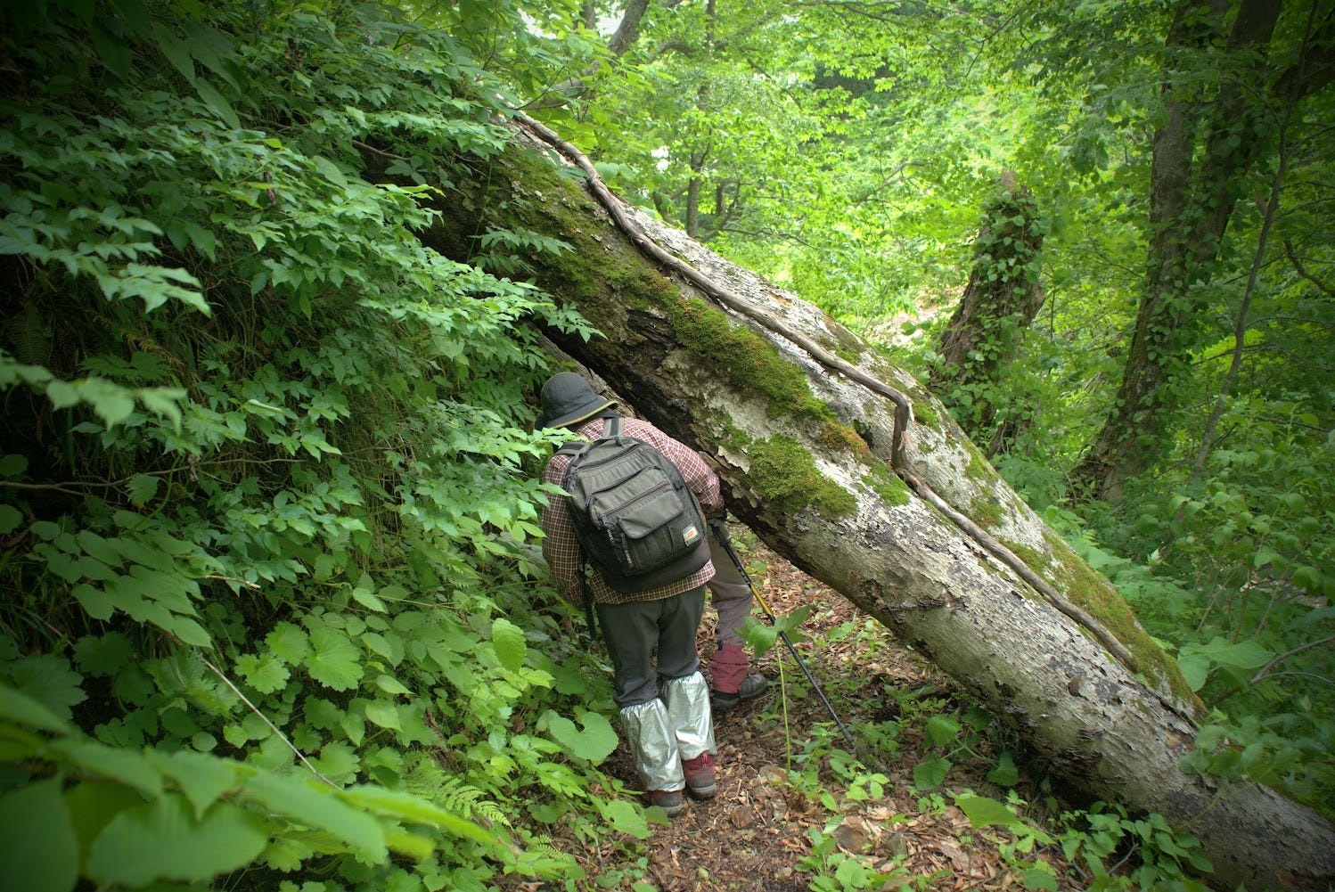 A hiker walks under a tree blocking the trail of Yozo-san