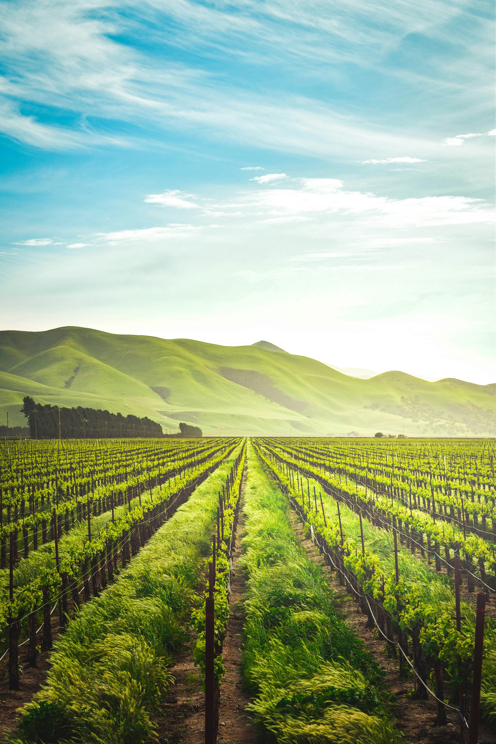 A lush, green farm.