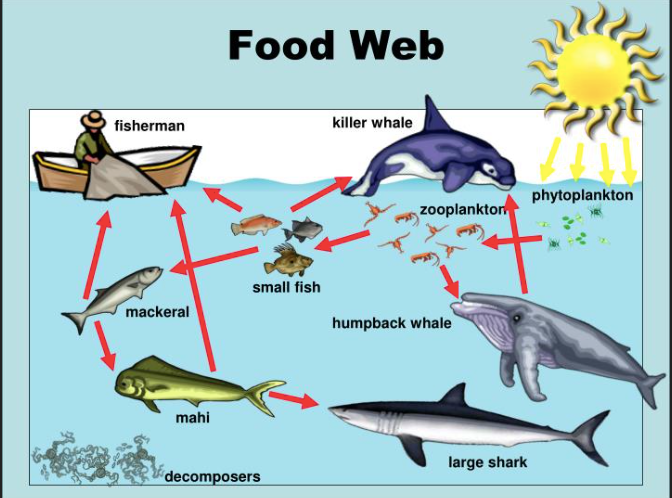 Plastic Pollution: You Are What You Eat – Madison Simon – Medium