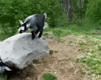 Baby goat on a rock