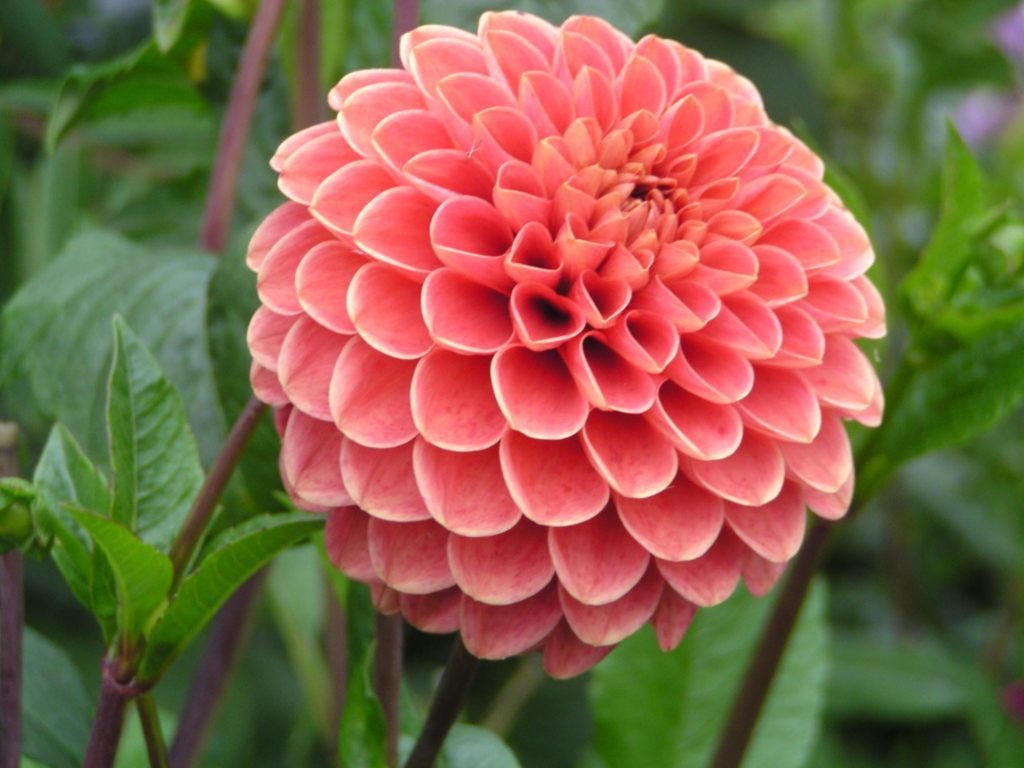 Top 10 Most Beautiful Flowers in the World – David Atkins – Medium