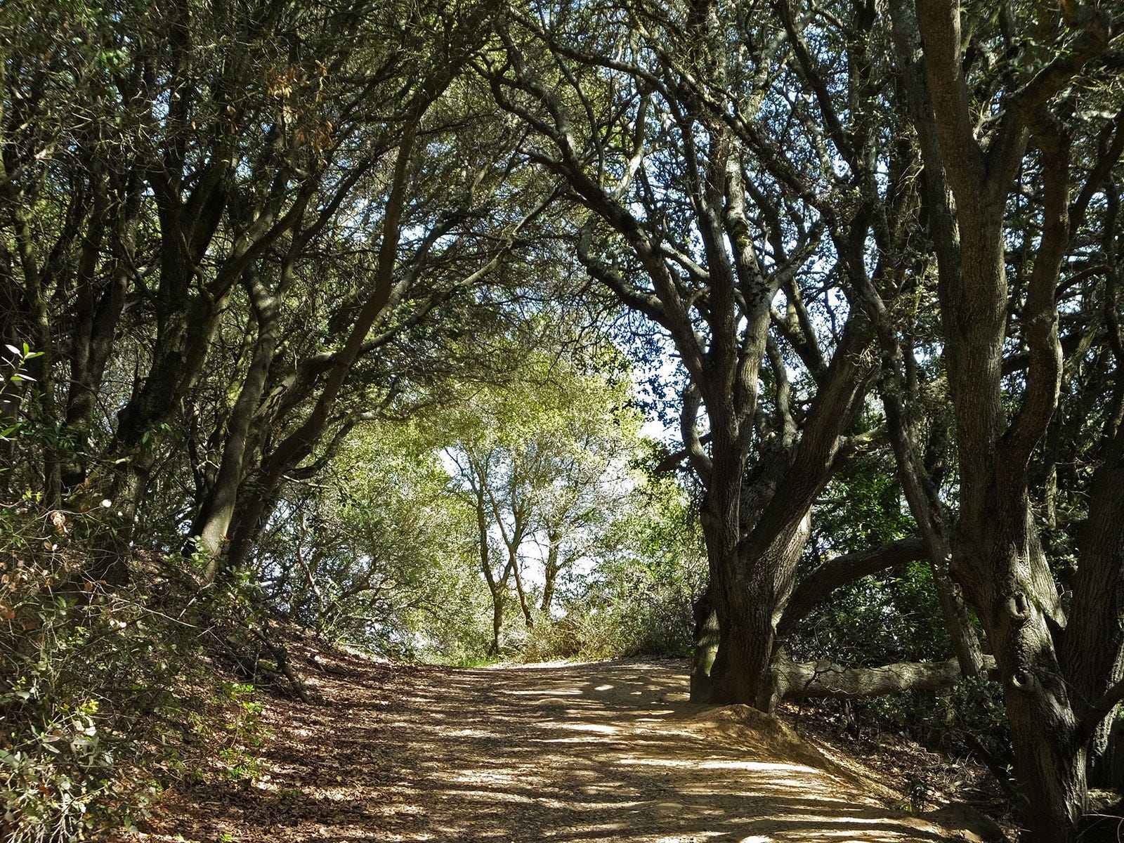 A Guide to the East Bay’s Best Running Trails The Bold Italic