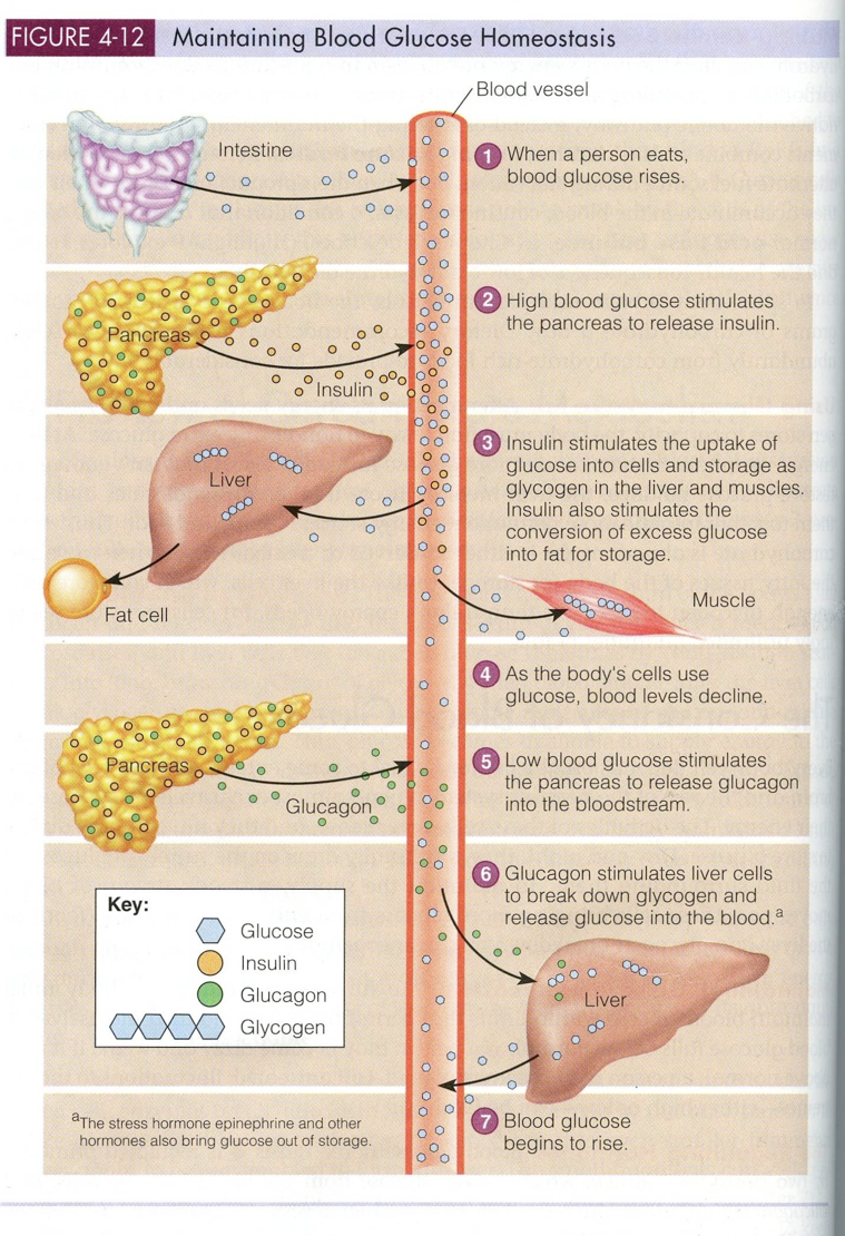 The Science Behind Fat Metabolism KetoSchool