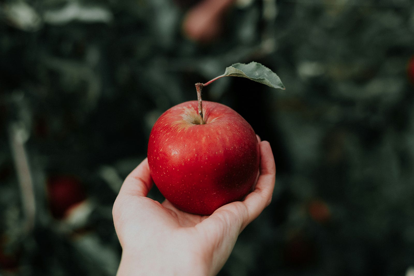 A hand extends outward to hold a red apple.