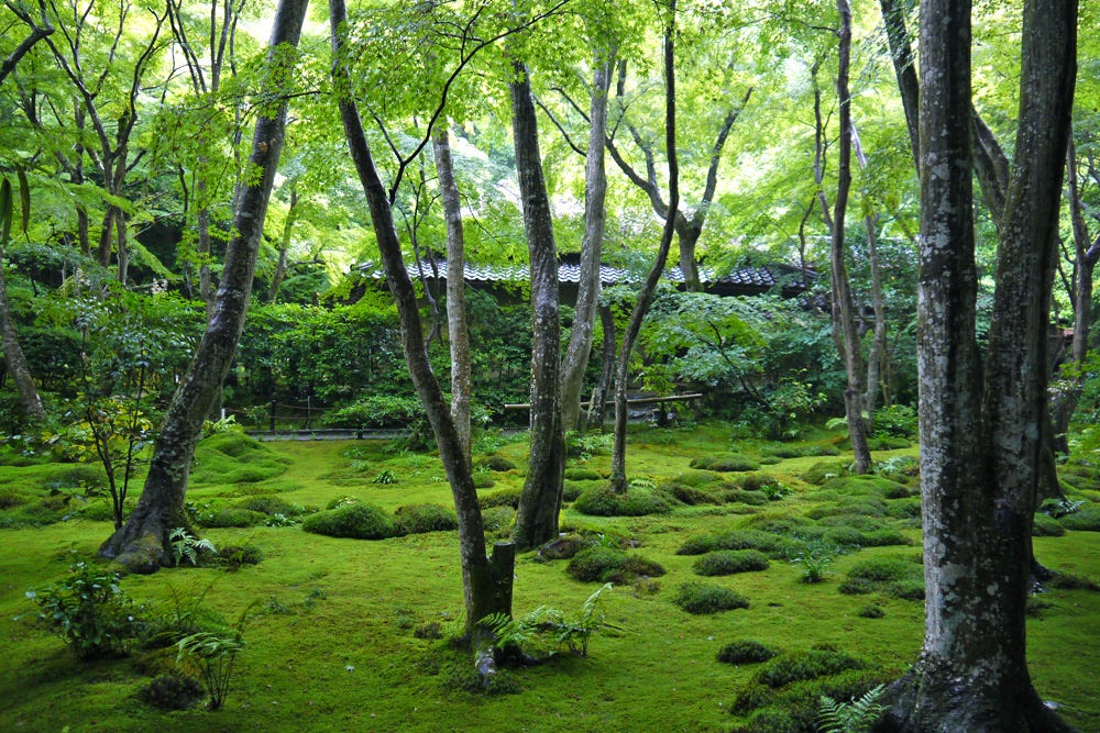 Gioji Temple: The Greenest Temple in Kyoto – Japan Travel Guide -JW Web ...