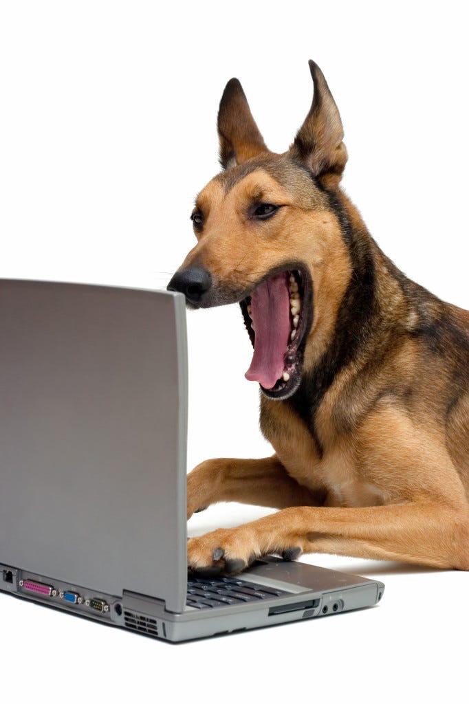 Internet Dog