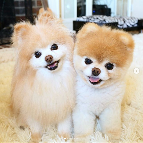 A Valentine’s Day Gift: 5 of Instagram’s Cutest Dog Couples