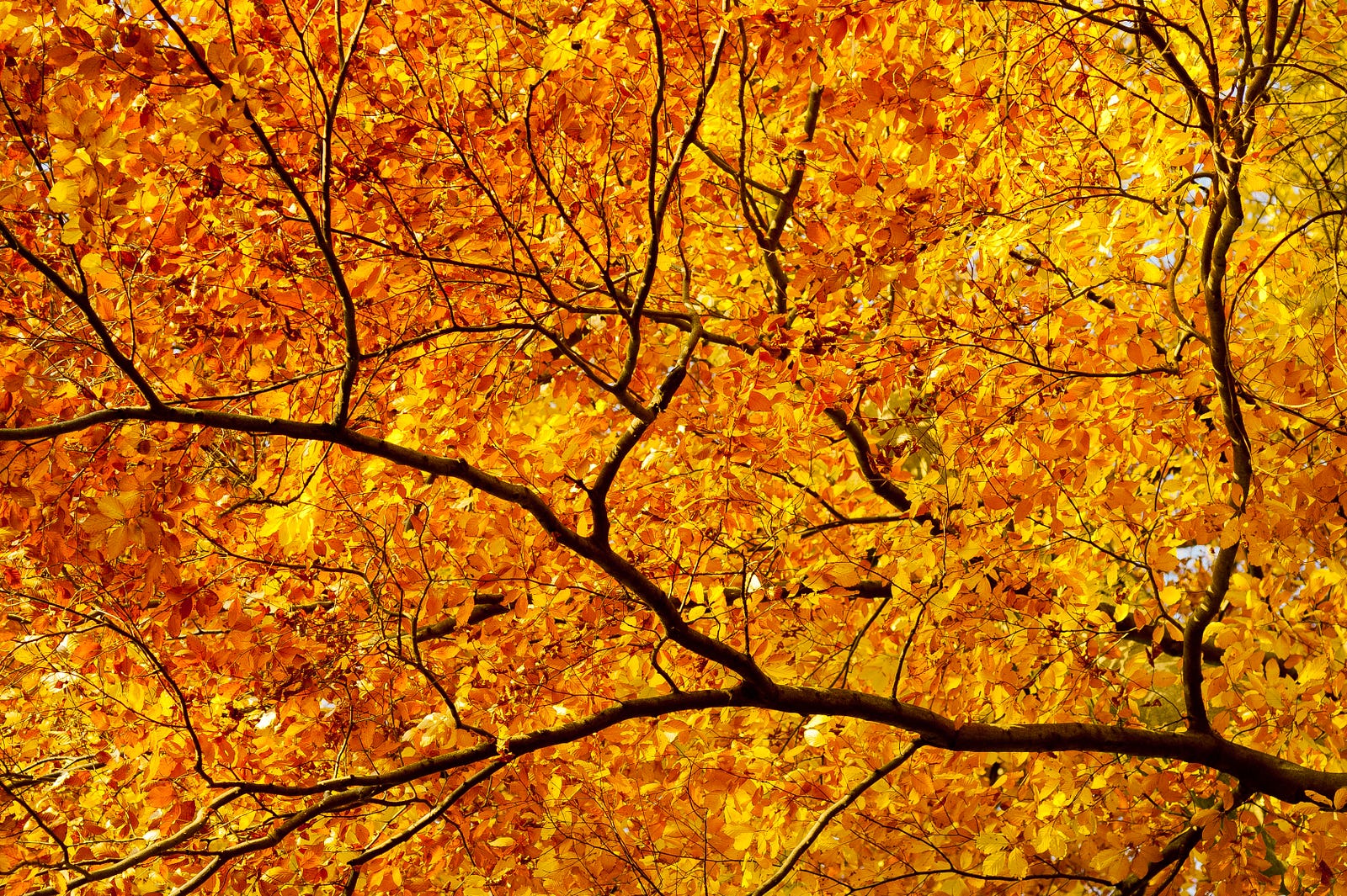 A photo of a tress from below, leaves ablaze  in autumn golden yellow. Running in nature exposes an individual to trees or water that have fractal complexities linked to lower anxiety.