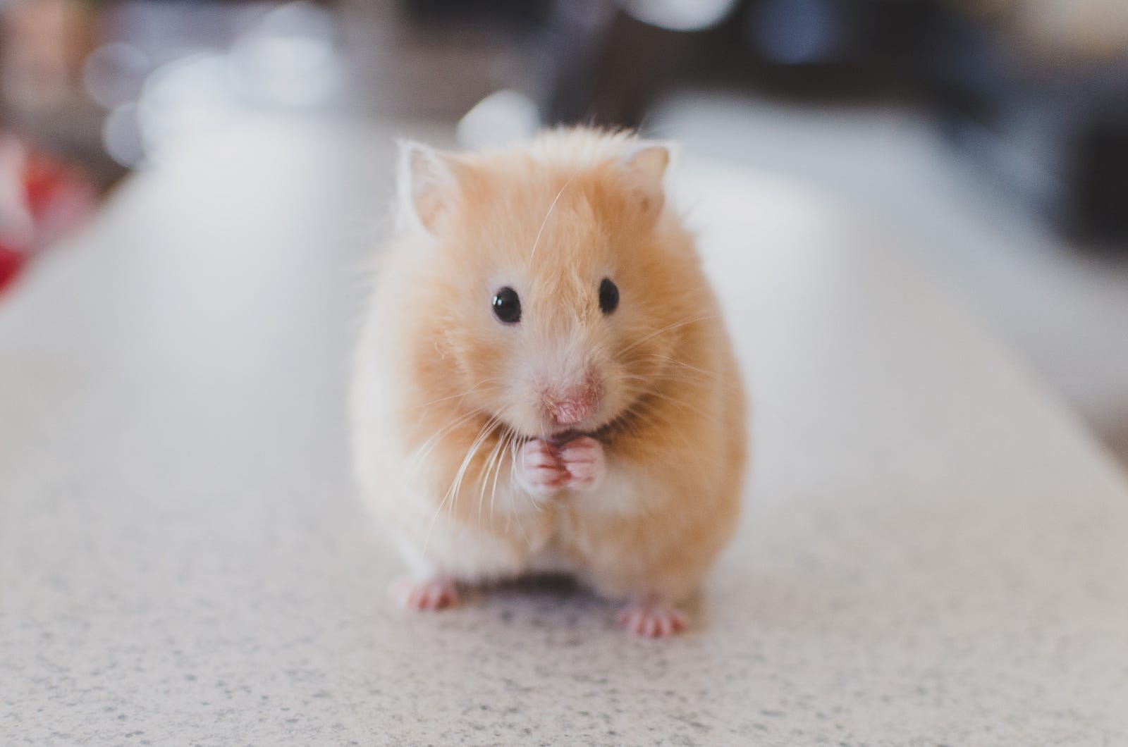 A small mouse, light brown and white in color, looks at us as they stand on their hind feet, two hands at their mouth. New research suggests exercise motivation is linked to the gut microbiome.