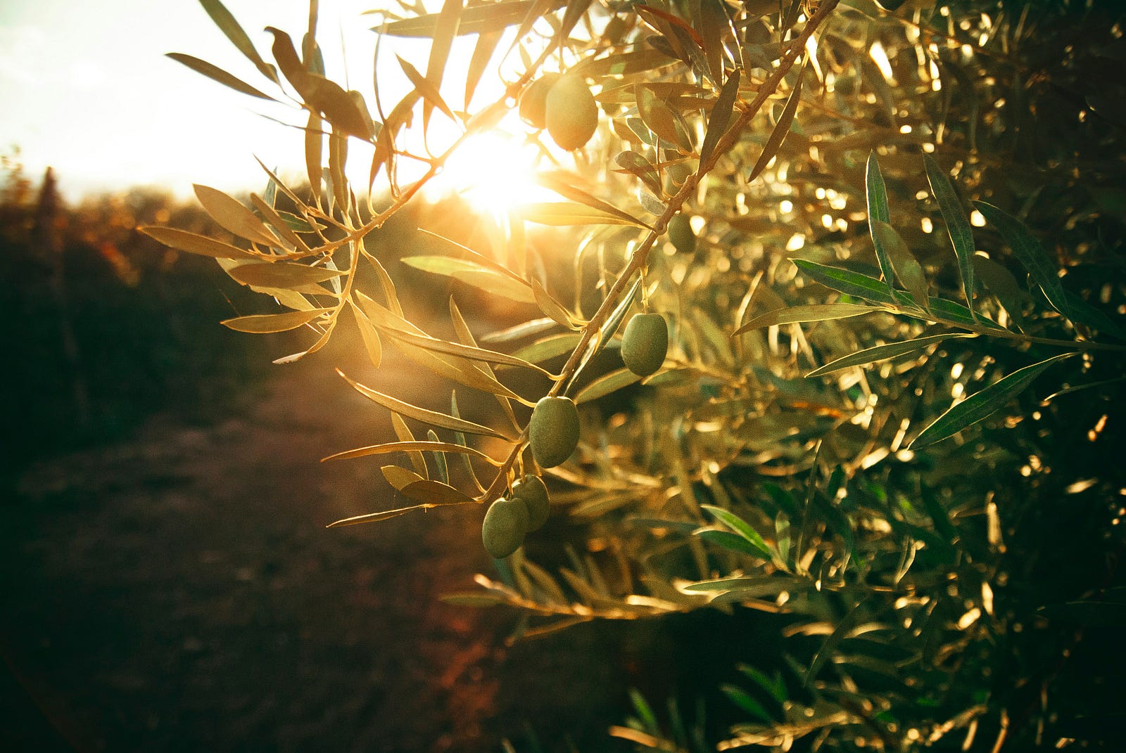 Olive oil growing on trees.