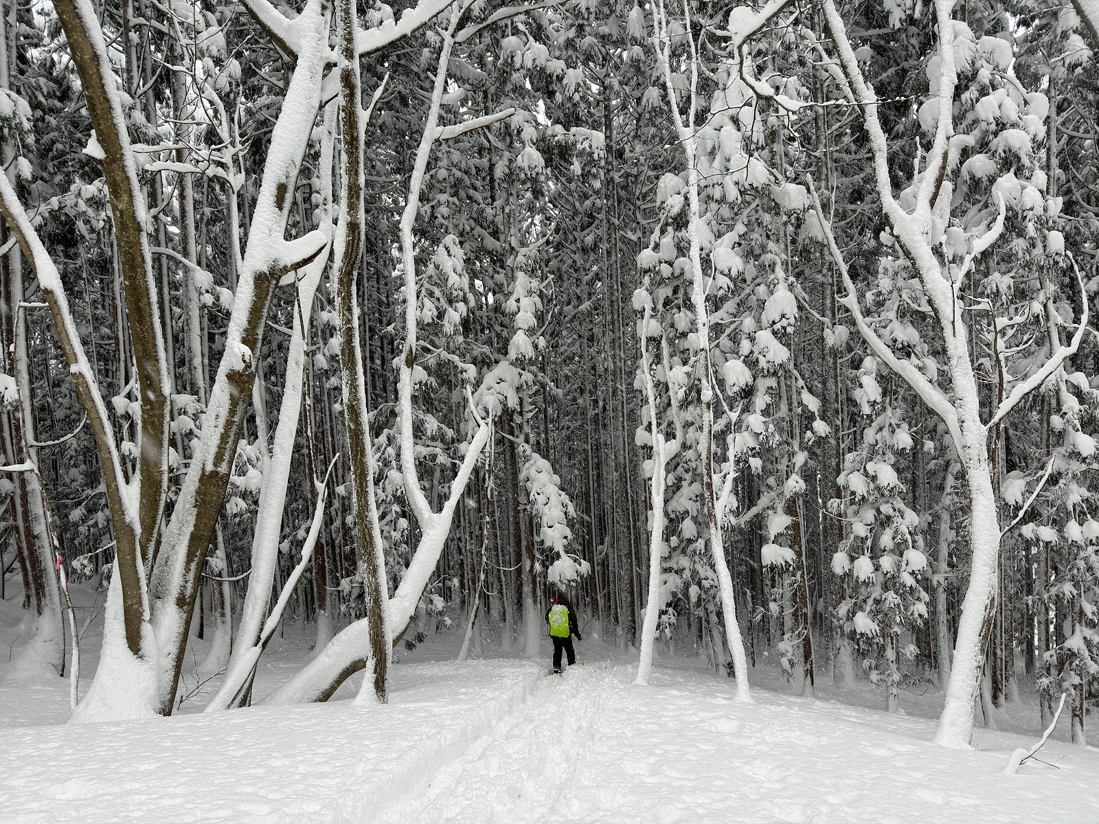 A man with a green bag cover enters a dark cedar forest completely enveloped in snow on Shirotaro-yama, Oguni-machi, Yamagata Prefecture, Japan.