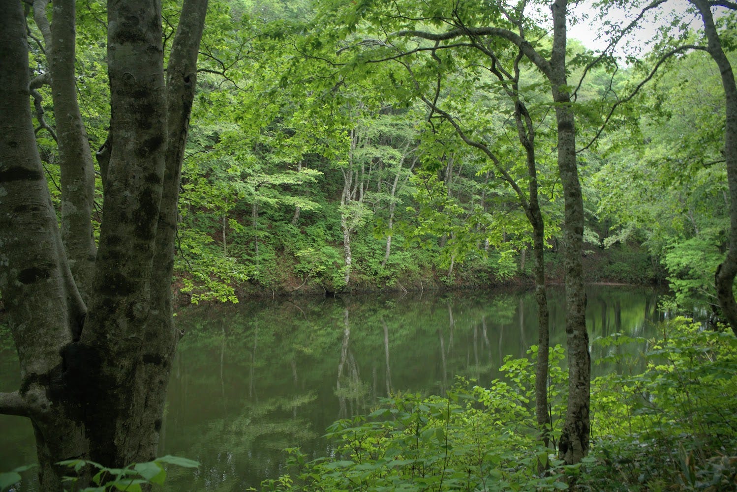 Yozo-numa, Yozo pond on Yozo-san, a pond in the middle of a beech forest