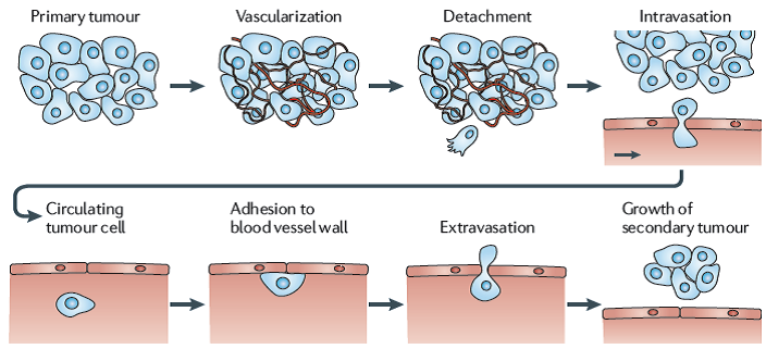 The Hallmarks of Cancer - Dr. Jason Fung - Medium