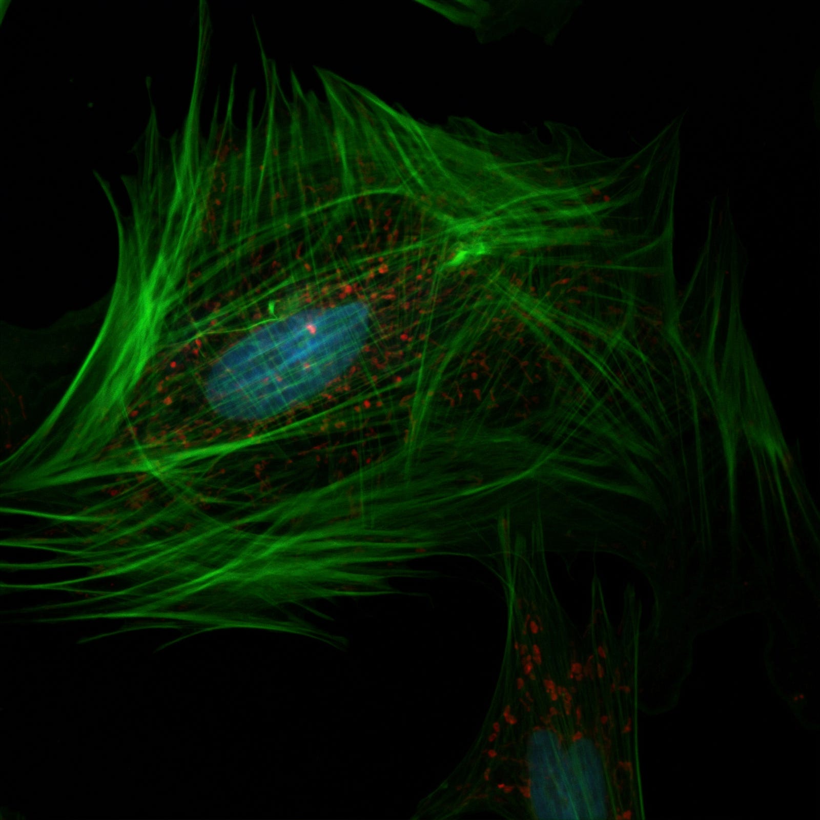 Cells, depicted in fluorescent green.