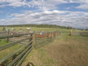 workaway horizon transition ranch